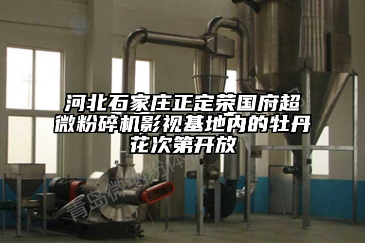 河北石家庄正定荣国府91香蕉视频污在线观看影视基地内的牡丹花次第开放